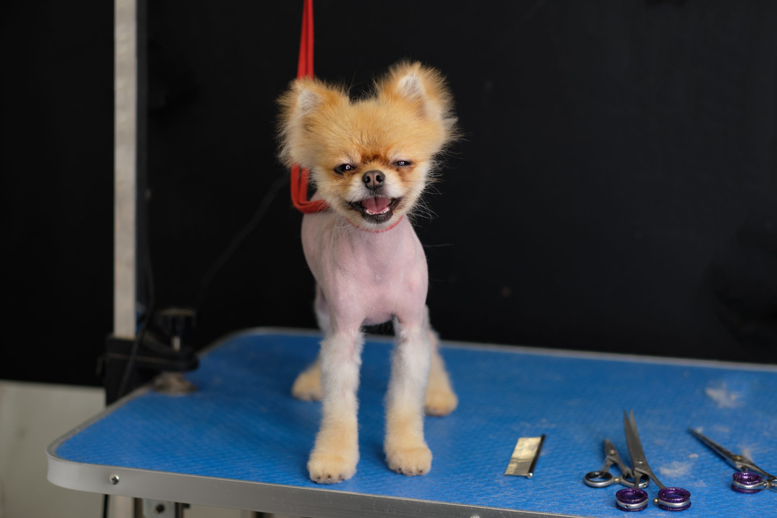 Bad Grooming Examples ️ Top 5 Grooming Fails — and How to Avoid Them Like a Pro - 777pets